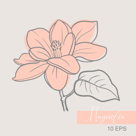 Vector graphic linear illustration of a sprig of magnolia flowersのイラスト素材