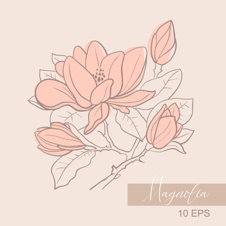 Vector graphic linear illustration of a sprig of magnolia flowersのイラスト素材
