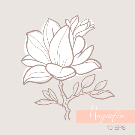Vector graphic linear illustration of a sprig of magnolia flowersのイラスト素材