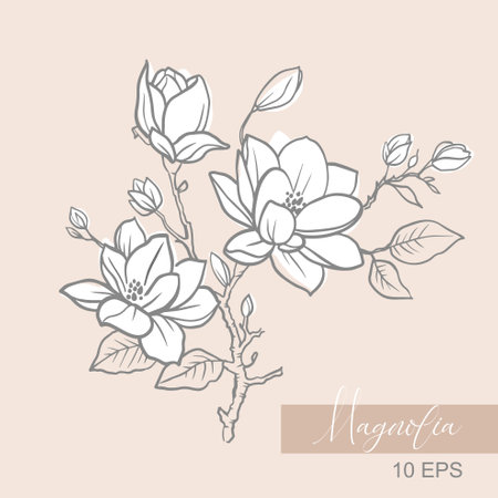 Vector graphic linear illustration of a sprig of magnolia flowersのイラスト素材