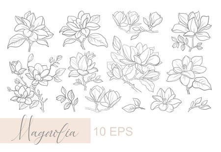 Vector graphic linear illustration of a sprig of magnolia flowersのイラスト素材