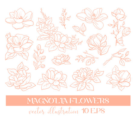 Vector graphic linear illustration of a sprig of magnolia flowers and rosesのイラスト素材