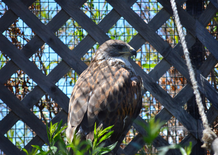 A Red-tail Hawk resting in their penの写真素材