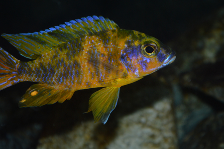 A peacock cichlid fishの写真素材