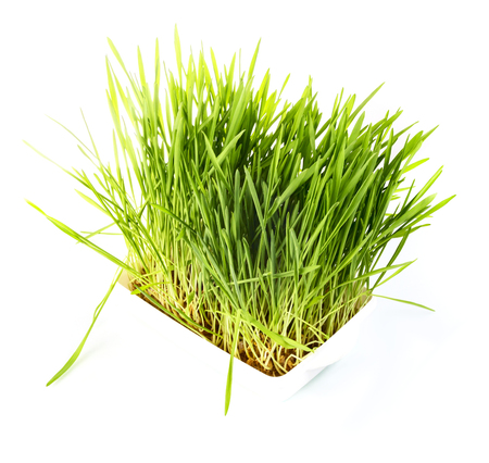Nice Wheat grass on white isolated backgroundの写真素材