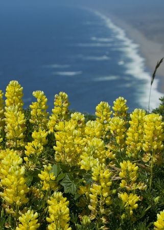 Point Reyesの写真素材