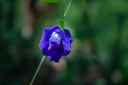 Butterfly pea flower on blurred background. This flower that can be extracted and used to dye hair.の写真素材