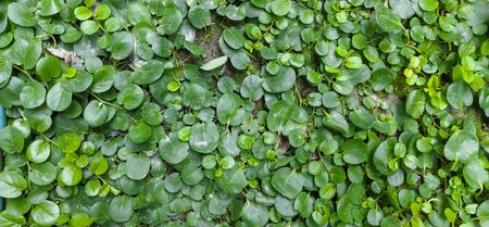 Green leaves cover on the ground, pattern backgroundの写真素材