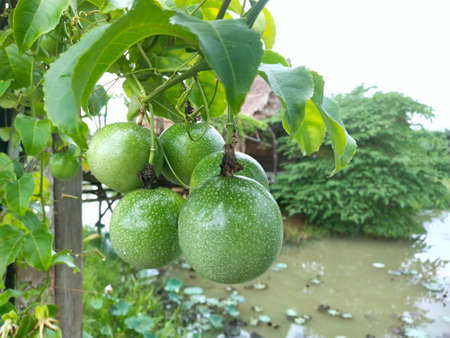 Closeup green passion fruits  are hanging on the vein in the field with copy space, Tropical fruit is high in vitamin and antioxidants, Good for healthの写真素材