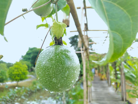 A closeup of one green passion fruit is hanging on a vein in the field with copy space and blur background, Tropical fruit is high in vitamin and antioxidants, Good for healthの写真素材