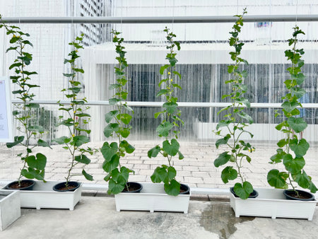 Artificial Urban garden was created in the concept of living with nature in amidst global warming crisis. These pumpkins are growing in the plastic pot. They are climbing upward on the rope.の写真素材