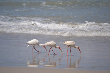 White Ibises