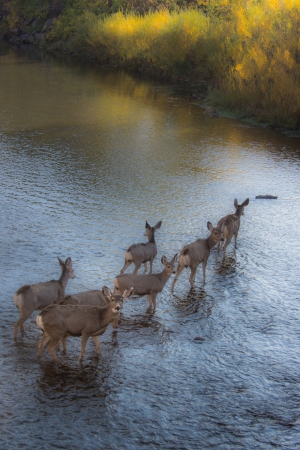 Deer cautiously crossing a creek on a cool fall morning.の写真素材