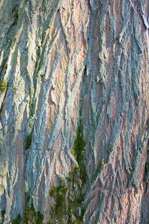 Bark of a tree, sunlightの写真素材