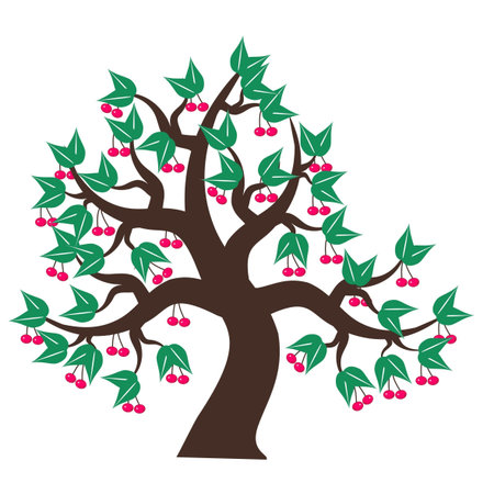 cherry tree on white background