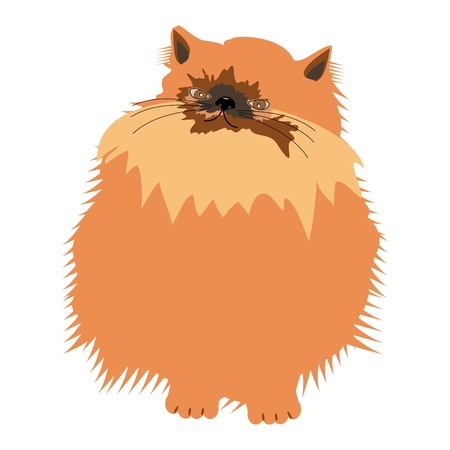 nice persian cat on whiteのイラスト素材