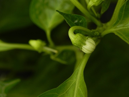 Bell pepper bud nestled within a lush, green garden の写真素材