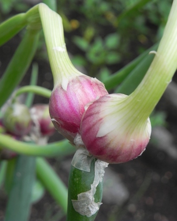 Egyptian Walking Onion pairの写真素材