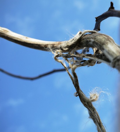 Shredded tree branch blowing against the wind with blue sky as backdropの写真素材