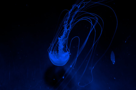 Blue jellyfish swimming in London making a beautiful movement inside an acquariumの写真素材