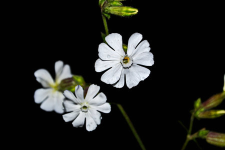 white flowerの写真素材