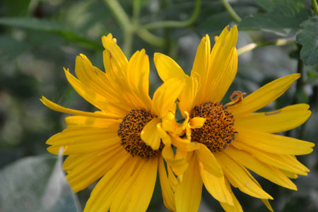 yellow flowersの写真素材