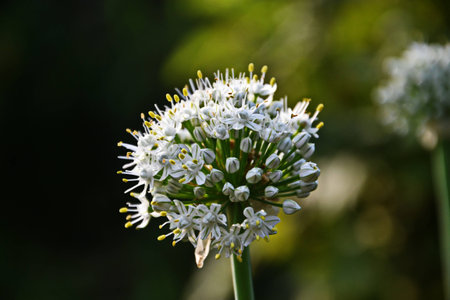 white flowerの写真素材