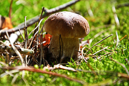 mushroomの写真素材