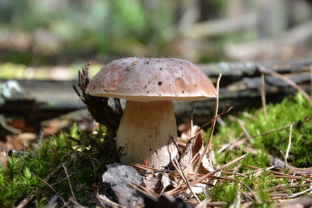 mushroomの写真素材