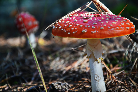fly-agaricの写真素材