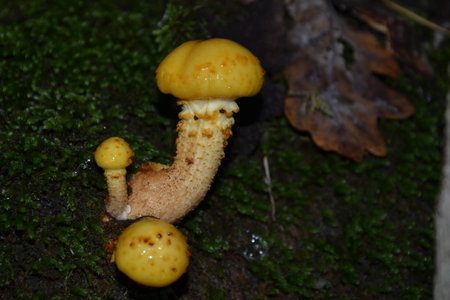 honey agaricの写真素材