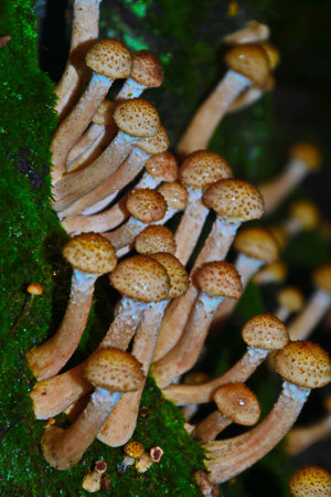 honey agaricの写真素材