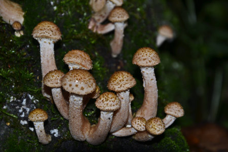 honey agaricの写真素材