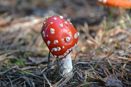 fly-agaricの写真素材
