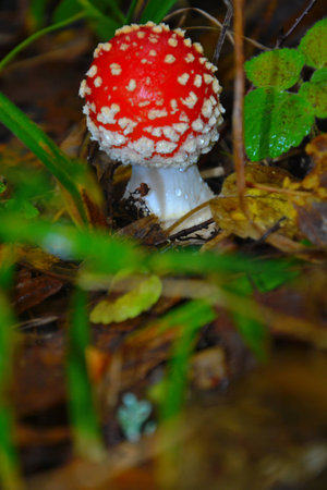 fly-agaricの写真素材