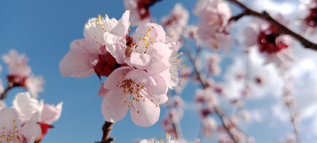 Apricot tree blossom in spring time on blue sky backgroundの写真素材