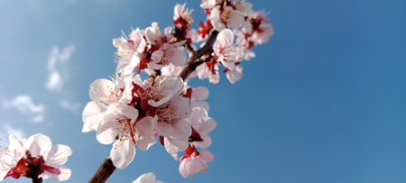 Apricot tree flowers on a background of blue sky. spring flowersの写真素材