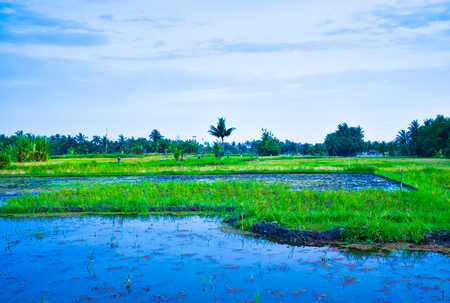 View of romantic and calm rice field with water irrigation in the sunsetの写真素材