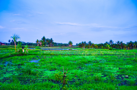 Enjoying view  of rice field valley  in the blue cloudy sky sunset for a romantic week end getaway for lovers and familyの写真素材