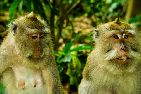 Cute macaques monkey family playing in the rain forest tropical jungle in East Asia looking for foodの写真素材