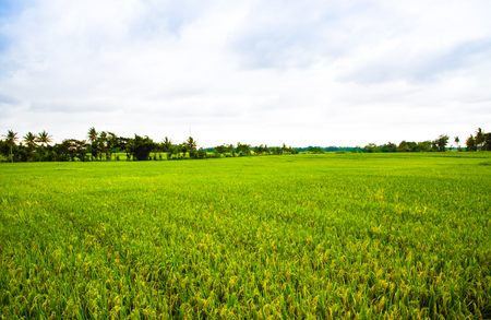 View of romantic and relaxing rice field terrace in the tropical island in Asia with trees and sunny blue skyの写真素材
