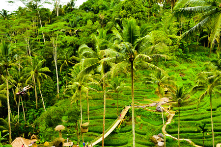 View of romantic and relaxing rice field terrace  in the tropical island in Asia with trees and sunny blue skyの写真素材