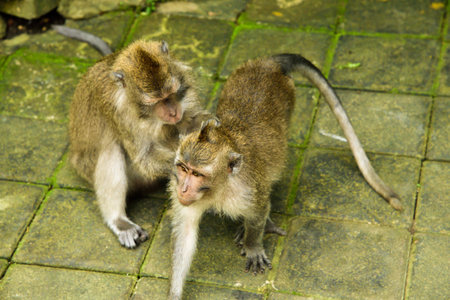 Cute macaques monkey family playing in the rain forest tropical jungle in East Asia looking for food