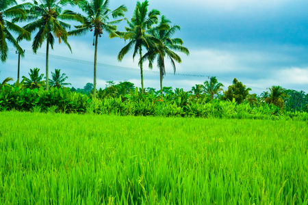Gorgeous romantic view of rice terrace and coconut palm trees in the fresh air morning for family children school holiday retreat and honeymoon vacation in South East Asiaの写真素材