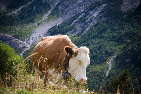 closeup of spotted cow in the mountainsの写真素材