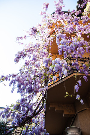 wisteria plant on the balcony of an old houseの写真素材