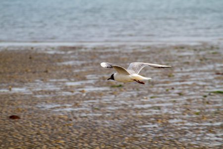 Flying One seagull isolated on the beach background.