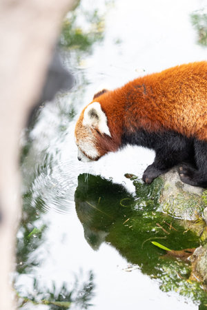 Red panda (Ailurus fulgens) in a zoo