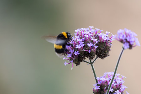 A bumblebee collecting nectar from a purple Verbena flower