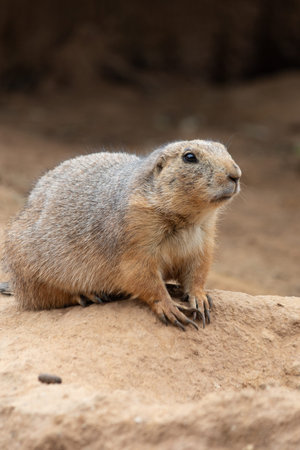 Black-tailed prairie dog (Cynomys ludovicianus)